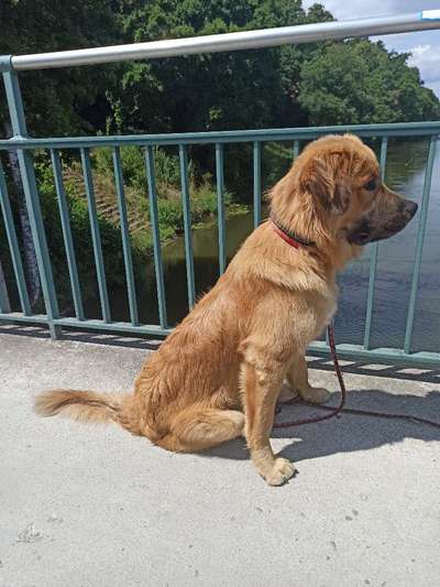 Neufundländer Freunde!-Beitrag-Bild