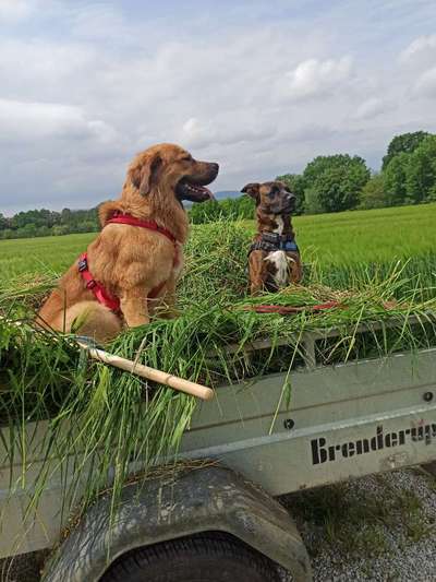 Herdenschutzhunde-Beitrag-Bild