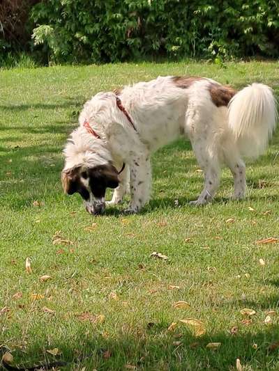 TierschutzhundeStammtisch🐕-Beitrag-Bild