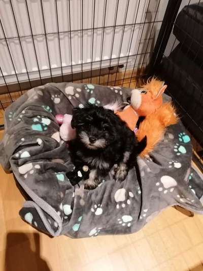 Welpen Bilder !-Beitrag-Bild