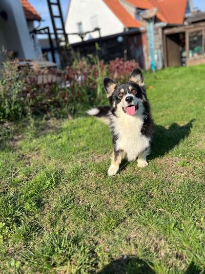 Hundetreffen-WhatsApp Gruppe!-Bild