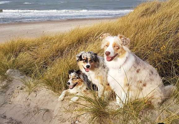 Die Dogorama Wochen Challenge: “Dein Hund im Urlaub”-Beitrag-Bild