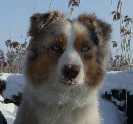 Die Dogorama Kalender Challenge Teil 2/4-Beitrag-Bild