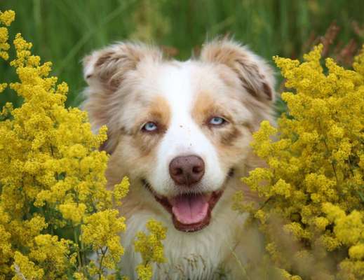 Lieblingsbild von euren Hunden?-Beitrag-Bild