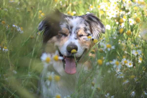 Lieblingsbild von euren Hunden?-Beitrag-Bild