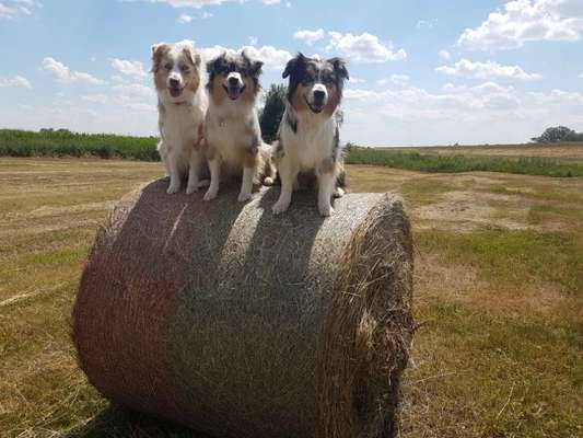 Die Dogorama Kalender Challenge 4/4-Beitrag-Bild