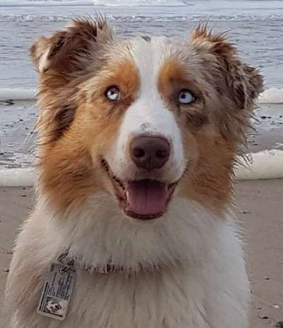 CHALLENGE NR. 19 - Der Hundeblick-Beitrag-Bild