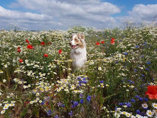 Die Dogorama Kalender Challenge Teil 3/4-Beitrag-Bild