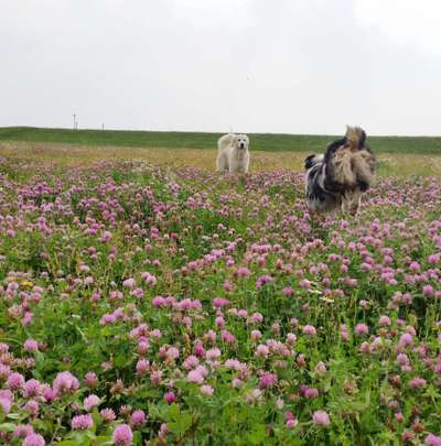 Die Dogorama Monats Challenge "Es grünt und blüht"-Beitrag-Bild