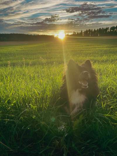 Hundetreffen-Social Work / Spielrunde-Bild