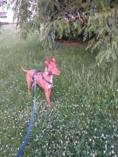 Podenco-Mix in NRW-Beitrag-Bild