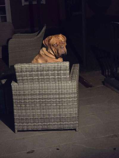 Bordeaux Dogge-Beitrag-Bild