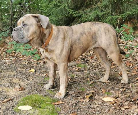 Hundetreffen-Treffen zum Spielen und Toben-Bild