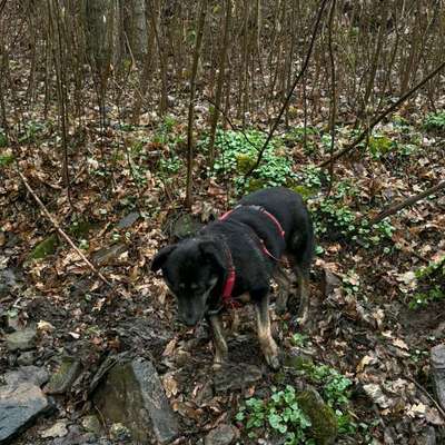 Hundetreffen-Hundetreffen-Bild