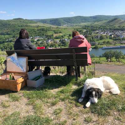 Giftköder-Trainings-Reise mit Hund in der Eifel-Bild