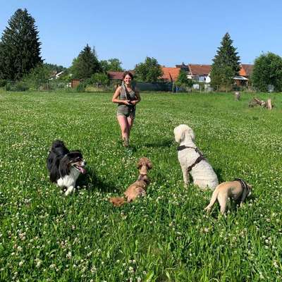 Hundetreffen-Sozialkontakte unter professionellen Leitung-Bild