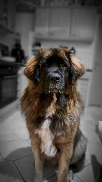 Dogorama Photo Challenge - Portrait-Beitrag-Bild