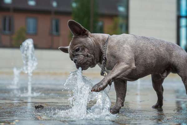 Dogorama-Monats-Challenge-Mai "Wasser"-Beitrag-Bild