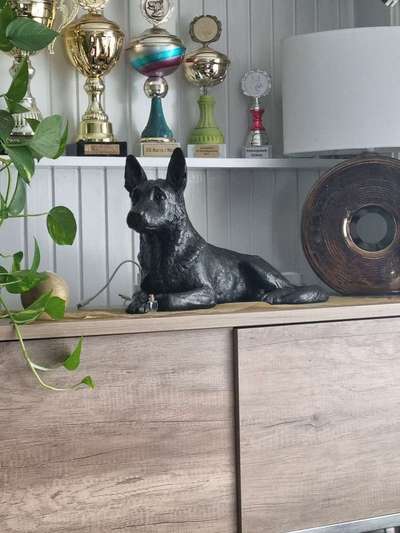 Unsere Fellnasen im Regenbogenland-Beitrag-Bild