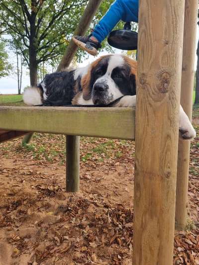 Dogorama Photo Challenge - Gassipause-Beitrag-Bild