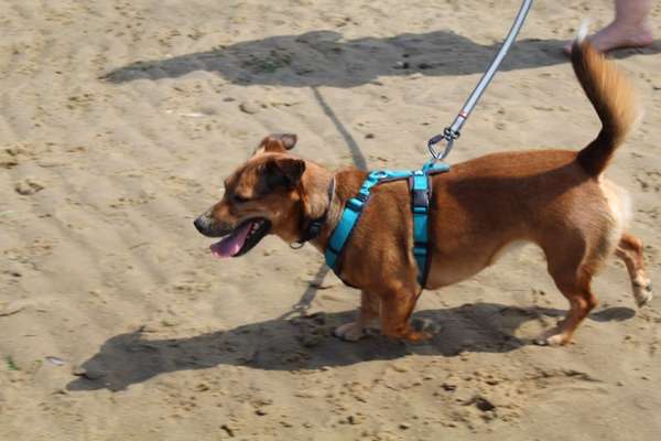 Dackel Zubehör / Geschirr-Beitrag-Bild