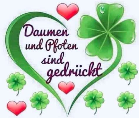 Inkontinenz beim Hund-Beitrag-Bild