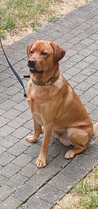 Labradorfans-Beitrag-Bild