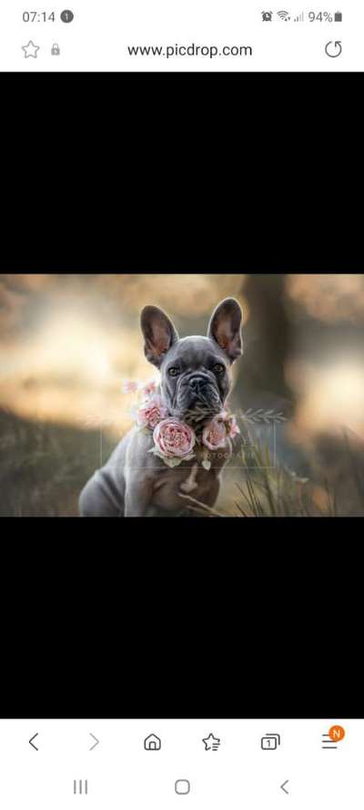 Die Dogorama Kalender Challenge Titelbild-Beitrag-Bild