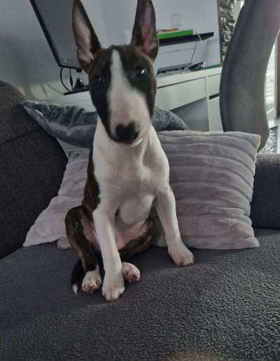 Miniatur Bull Terrier-Beitrag-Bild