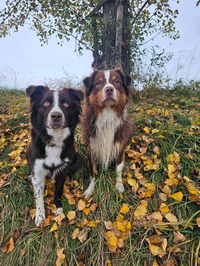 Hundetreffen-Hundesitter gesucht-Bild