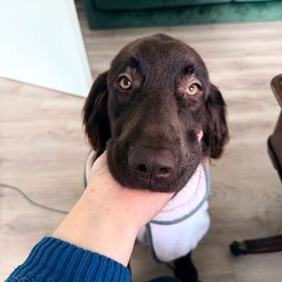 Hundetreffen-Gassi/Spiel Date Wachtendonk-Bild