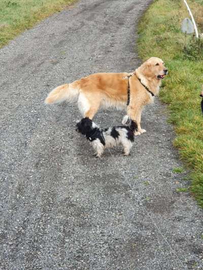 BIG LOVE :) mit 2 Hunden❣️-Beitrag-Bild