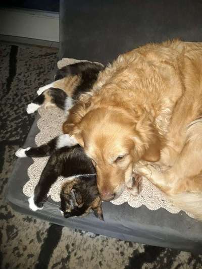 Postet das beste Foto von euren 4 beinern-Beitrag-Bild