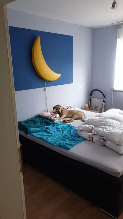 Darf der Hund bei Euch im Bett schlafen?-Beitrag-Bild