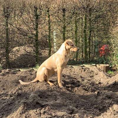 Hundetreffen-Toben, Toben, Toben-Bild