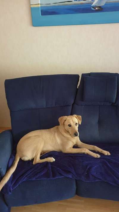 Darf der Hund bei Euch im Bett schlafen?-Beitrag-Bild