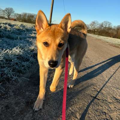 Hundetreffen-Junghunde treffen für gemeinsames Training-Bild