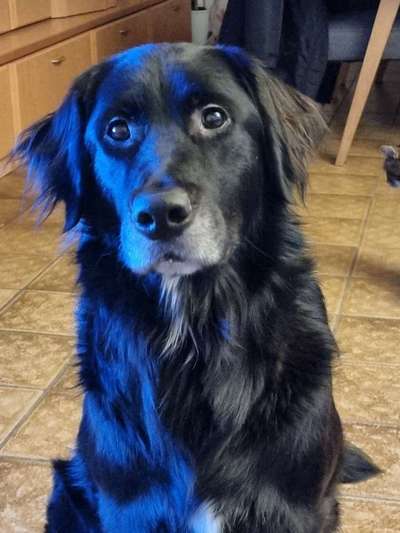 Welpenfotos-Beitrag-Bild