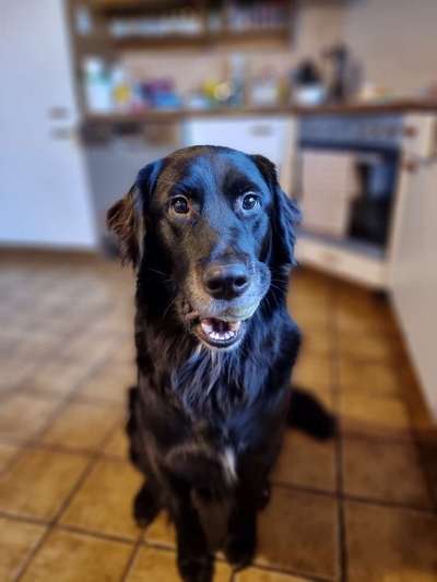 Wo sind die Golden Retriever Liebhaber?-Beitrag-Bild