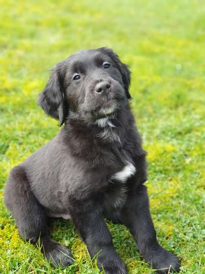 Welpenfotos-Beitrag-Bild