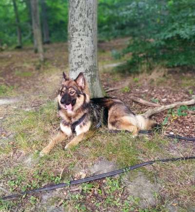 Schäferhund-Fans?-Beitrag-Bild