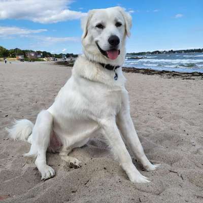 Polski Owczarek Podhalański,  Polnische Tatra Hund.-Beitrag-Bild