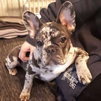 Dogorama Photo Challenge - Hundeblick zum hinschmelzen-Beitrag-Bild