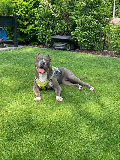 Tierschutzhunde suchen ein Zuhause-Beitrag-Bild