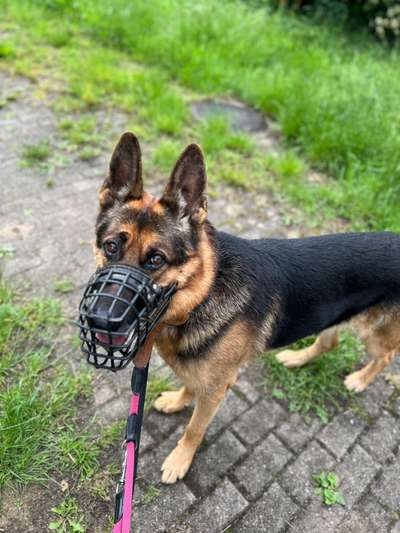 Tierschutzhunde suchen ein Zuhause-Beitrag-Bild