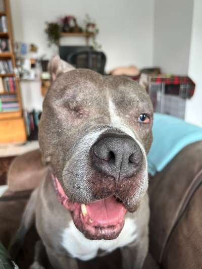 Tierschutzhunde suchen ein Zuhause-Beitrag-Bild