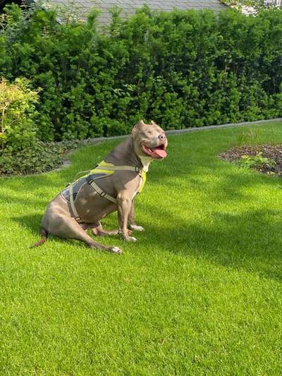 Tierschutzhunde suchen ein Zuhause-Beitrag-Bild