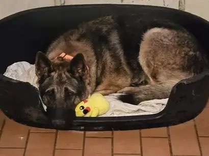 Tierschutzhunde suchen ein Zuhause-Beitrag-Bild