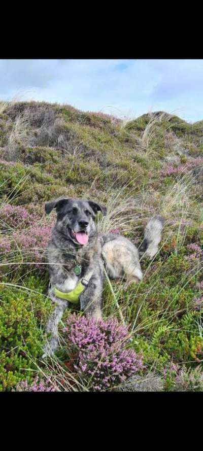 Fotochallange 63: "Dein blühendes Hündchen"-Beitrag-Bild