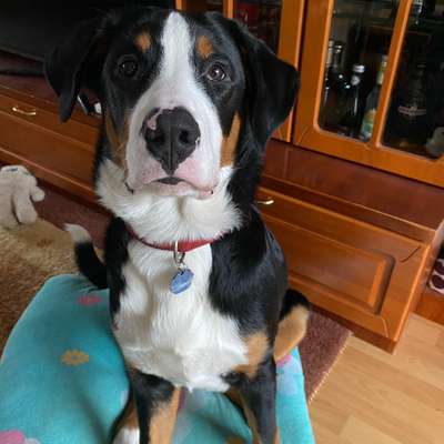 Hundetreffen-Spielegruppe in Norderstedt